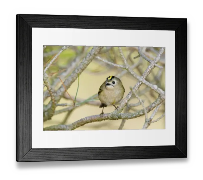 Framed Print : Goldcrest (Regulus regulus) adult, perched on pine twig, Suffolk, England, april Framed Print : Goldcrest (Regulus regulus) adult, perched on pine twig, Suffolk, England, april