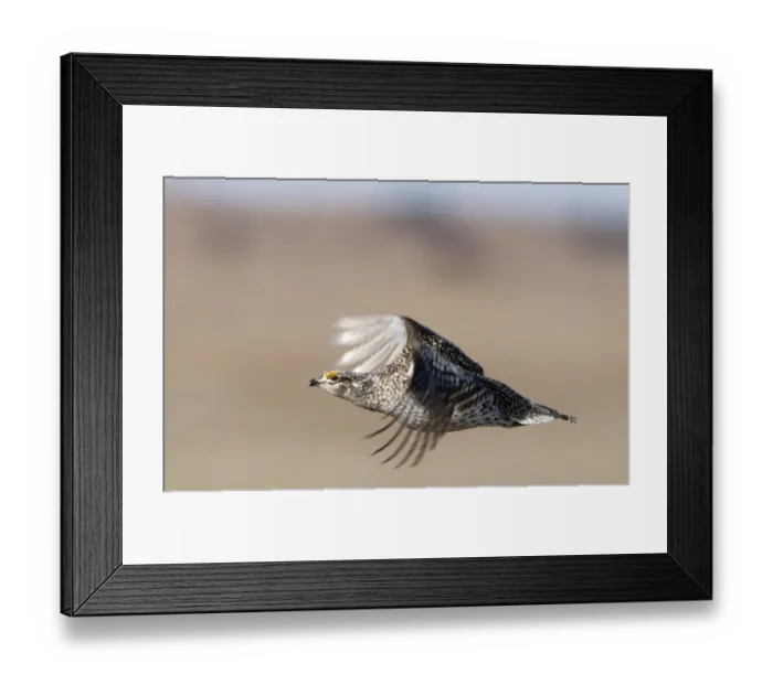Framed Print : Sharp-tailed Grouse (Tympanuchus phasianellus) adult, in flight, Sandhills, Nebraska, U. S. A. april Framed Print : Sharp-tailed Grouse (Tympanuchus phasianellus) adult, in flight, Sandhills, Nebraska, U. S. A. april