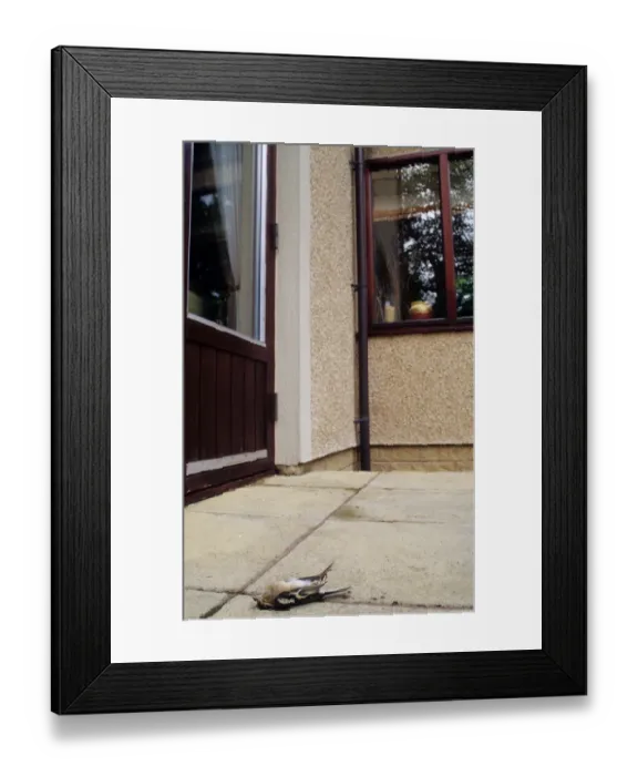Framed Print : Chaffinch (Fringilla coelebs) dead adult, killed after flying into conservatory window, Borders, Scotland Framed Print : Chaffinch (Fringilla coelebs) dead adult, killed after flying into conservatory window, Borders, Scotland