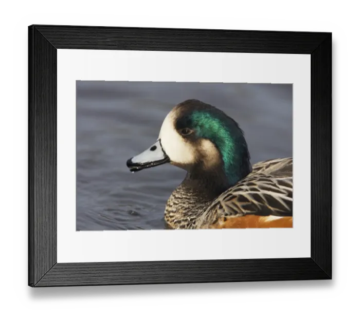 Framed Print : Chiloe Wigeon (Anas sibilatrix) adult male, close-up of head, swimming, Slimbridge W. W. T. (captive)