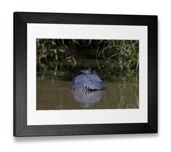 Framed Print : Black Heron (Egretta ardesiaca) adult, fishing, using wings umbrella to shade water, Lake Zeway, Great Rift Valley, Ethiopia Framed Print : Black Heron (Egretta ardesiaca) adult, fishing, using wings umbrella to shade water, Lake Zeway, Great Rift Valley, Ethiopia