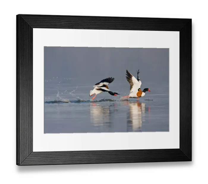 Framed Print : Common Shelduck (Tadorna tadorna) two adult males, in flight, dominant male chasing rival across surface of water during territorial dispute, Suffolk, England, february Framed Print : Common Shelduck (Tadorna tadorna) two adult males, in flight, dominant male chasing rival across surface of water during territorial dispute, Suffolk, England, february