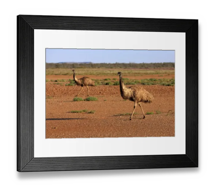 Framed Print : Emu (Dromaius novaehollandiae) adult pair, walking on bare ground, Sturt N. P. New South Wales, Australia Framed Print : Emu (Dromaius novaehollandiae) adult pair, walking on bare ground, Sturt N. P. New South Wales, Australia