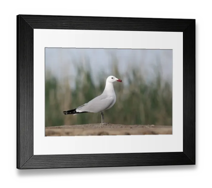 Framed Print : Audouin's Gull (Larus audouinii) adult, summer plumage, standing on beach, Western Spain, april Framed Print : Audouin's Gull (Larus audouinii) adult, summer plumage, standing on beach, Western Spain, april