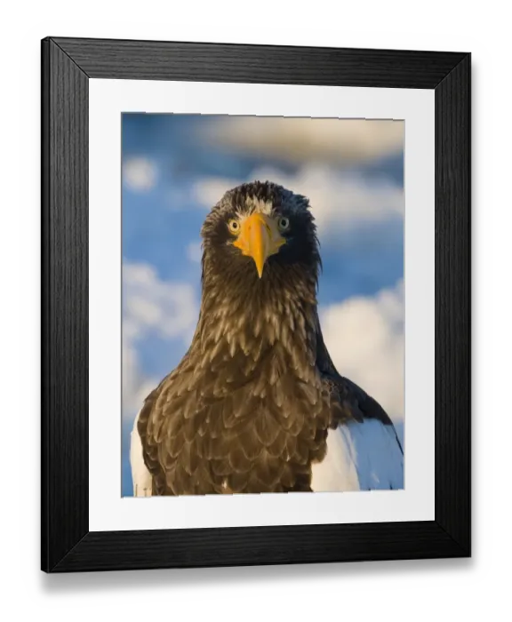 Framed Print : Steller's Sea-eagle (Haliaeetus pelagicus) adult, close-up of head, standing on sea ice, Nemuro Channel, Hokkaido, Japan, winter Framed Print : Steller's Sea-eagle (Haliaeetus pelagicus) adult, close-up of head, standing on sea ice, Nemuro Channel, Hokkaido, Japan, winter