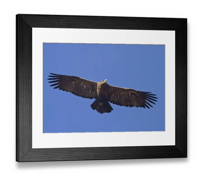 Framed Print : Steppe Eagle (Aquila nipalensis) adult, in flight, calling, Northern India, january Framed Print : Steppe Eagle (Aquila nipalensis) adult, in flight, calling, Northern India, january