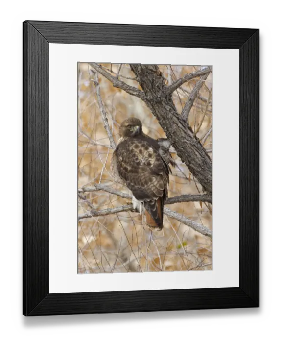 Framed Print : Red-tailed Hawk (Buteo jamaicensis) adult, perched in tree, Bosque del Apache National Wildlife Refuge, New Mexico, U. S. A. december Framed Print : Red-tailed Hawk (Buteo jamaicensis) adult, perched in tree, Bosque del Apache National Wildlife Refuge, New Mexico, U. S. A. december