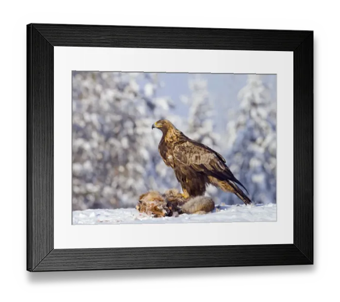 Framed Print : Golden Eagle (Aquila chrysaetos) adult, feeding at Red Fox (Vulpes vulpes) carcass in snow, Finland, february Framed Print : Golden Eagle (Aquila chrysaetos) adult, feeding at Red Fox (Vulpes vulpes) carcass in snow, Finland, february