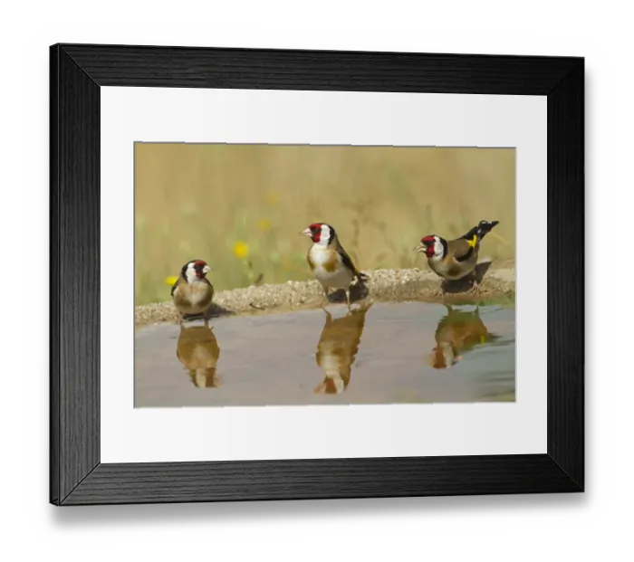Framed Print : European Goldfinch (Carduelis carduelis) three adults, drinking at pool with reflections, Spain, june Framed Print : European Goldfinch (Carduelis carduelis) three adults, drinking at pool with reflections, Spain, june