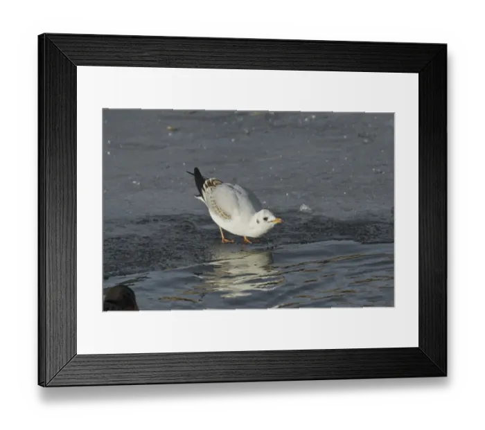 Framed Print : Black-headed Gull (Larus ridibundus) juvenile, drinking at edge of ice on frozen river, River Nith, Dumfries and Galloway, Scotland, december Framed Print : Black-headed Gull (Larus ridibundus) juvenile, drinking at edge of ice on frozen river, River Nith, Dumfries and Galloway, Scotland, december