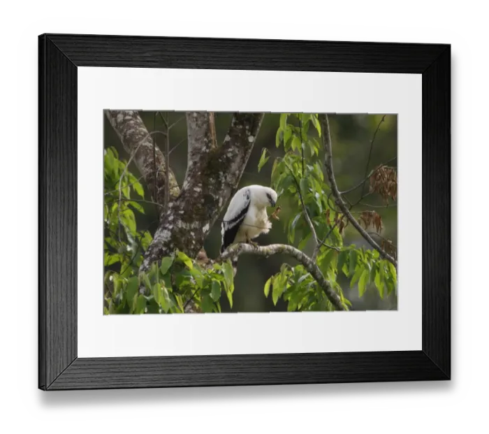 Framed Print : White Hawk (Leucopternis albicollis) adult, preening, perched on branch in tree, Costa Rica, february Framed Print : White Hawk (Leucopternis albicollis) adult, preening, perched on branch in tree, Costa Rica, february