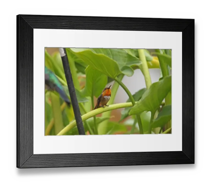 Framed Print : Scintillant Hummingbird (Selasphorus scintilla) adult male, perched on stem, Costa Rica, february
