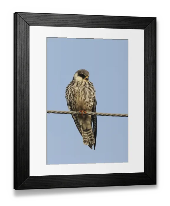 Framed Print : Amur Falcon (Falco amurensis) immature male, perched on overhead wire, Tsim Bei Tsui, Hong Kong, China, october Framed Print : Amur Falcon (Falco amurensis) immature male, perched on overhead wire, Tsim Bei Tsui, Hong Kong, China, october