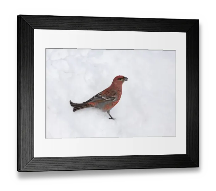 Framed Print : Pine Grosbeak (Pinicola enucleator) adult male, standing on snow in coniferous forest, Lapland, Finland, march Framed Print : Pine Grosbeak (Pinicola enucleator) adult male, standing on snow in coniferous forest, Lapland, Finland, march