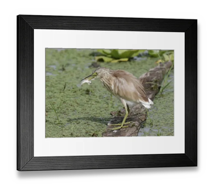 Framed Print : Squacco Heron (Ardeola ralloides) adult, winter plumage, with fish speared on beak, standing on log in water, Kenya Framed Print : Squacco Heron (Ardeola ralloides) adult, winter plumage, with fish speared on beak, standing on log in water, Kenya
