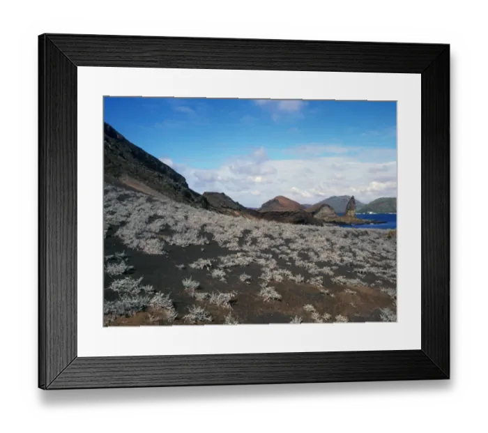 Framed Print : Tiquilia nesiotica A small herb found on ash-covered talus slopes on Bartolome Island Framed Print : Tiquilia nesiotica A small herb found on ash-covered talus slopes on Bartolome Island