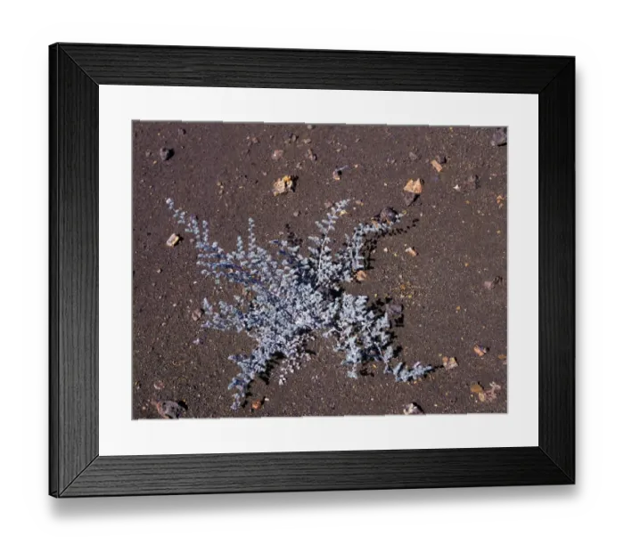 Framed Print : Tiquilia nesiotica A small herb found on ash-covered talus slopes on Bartolome Island Framed Print : Tiquilia nesiotica A small herb found on ash-covered talus slopes on Bartolome Island