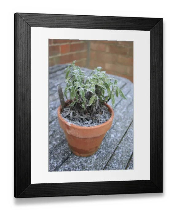 Framed Print : Green Sage (Salvia officinalis) frost covered leaves, in pot on garden table, Suffolk, England, november Framed Print : Green Sage (Salvia officinalis) frost covered leaves, in pot on garden table, Suffolk, England, november