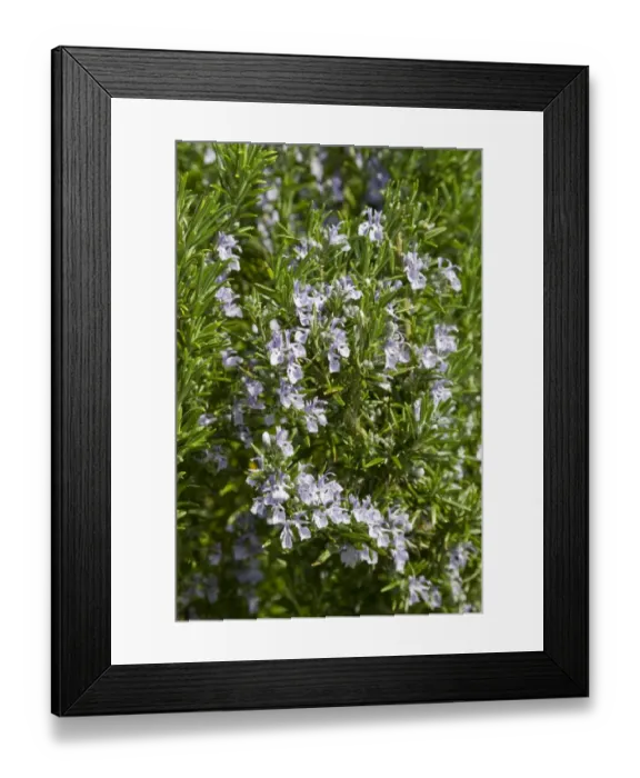 Framed Print : Rosemary (Rosmarinus officinalis) flowering, growing in herb garden, Dorset, England, april Framed Print : Rosemary (Rosmarinus officinalis) flowering, growing in herb garden, Dorset, England, april