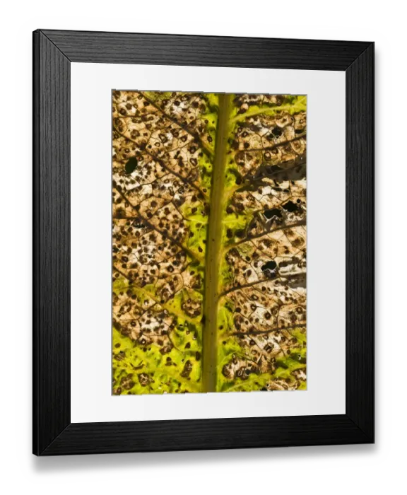 Framed Print : Horseradish (Armoracia rusticana) close-up of backlit leaf, Dorset, England, october Framed Print : Horseradish (Armoracia rusticana) close-up of backlit leaf, Dorset, England, october