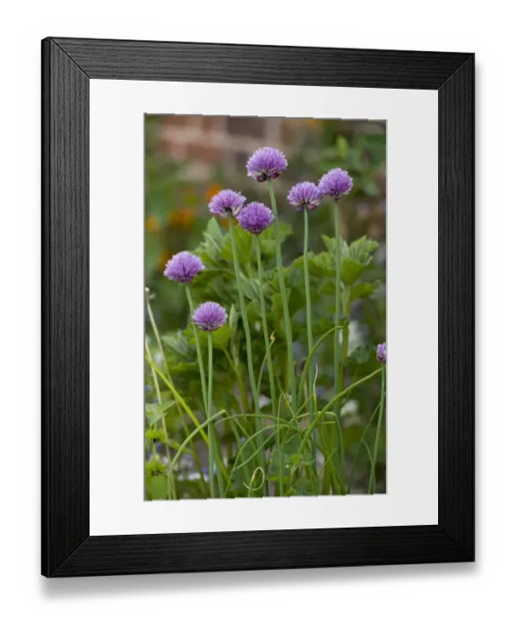 Framed Print : Chives (Allium schoenoprasum) flowering, growing in herb garden, Norfolk, England, may Framed Print : Chives (Allium schoenoprasum) flowering, growing in herb garden, Norfolk, England, may