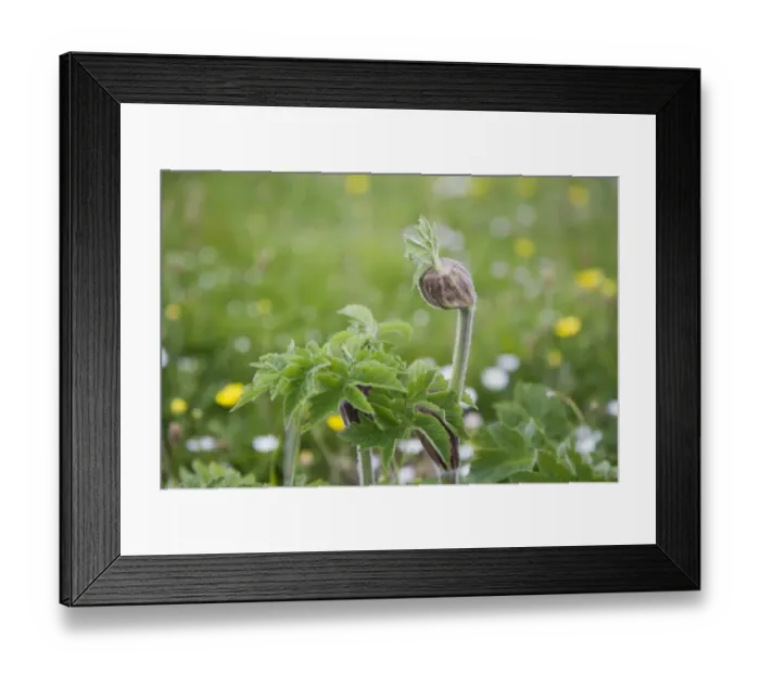 Framed Print : Wild Angelica (Angelica sylvestris) in bud, growing in maritime grassland, Orkney, Scotland, june