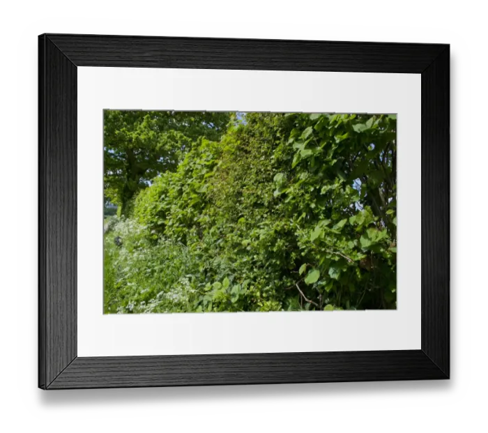 Framed Print : Hedgerow beside footpath, South Harting, Sussex, England, may