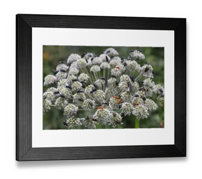 Framed Print : Wild Angelica (Angelica sylvestris) flowering, with feeding insects, mainly Flies (Diptera sp. ) and Soldier Beetles (Cantharis rustica), Powys, Wales, july
