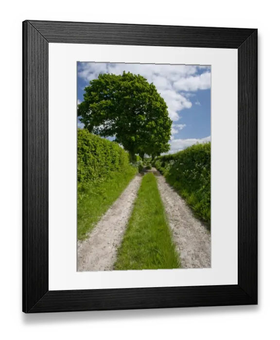 Framed Print : Hedgerows and track, South Harting, West Sussex, England, may Framed Print : Hedgerows and track, South Harting, West Sussex, England, may