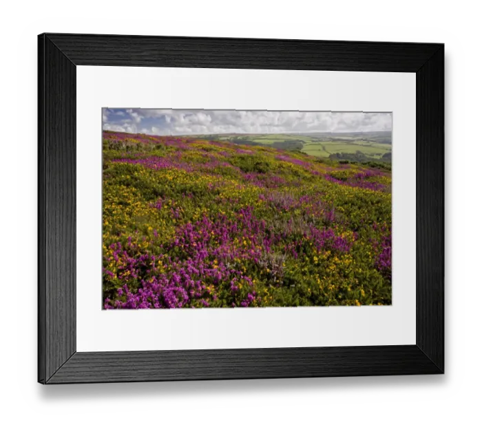 Framed Print : Bell Heather (Erica cinerea) and Western Gorse (Ulex gallii) flowering, growing on moorland habitat, above Countisbury, Exmoor, Devon, England, august Framed Print : Bell Heather (Erica cinerea) and Western Gorse (Ulex gallii) flowering, growing on moorland habitat, above Countisbury, Exmoor, Devon, England, august
