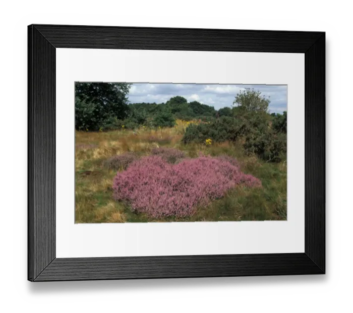 Framed Print : Bell Heather (Erica cinerea) Wortham Ling, Suffolk Wildlife Trust Framed Print : Bell Heather (Erica cinerea) Wortham Ling, Suffolk Wildlife Trust