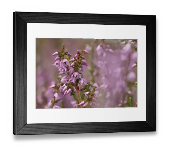 Framed Print : Common Heather (Calluna vulgaris) flowering, Powys, Wales, august Framed Print : Common Heather (Calluna vulgaris) flowering, Powys, Wales, august