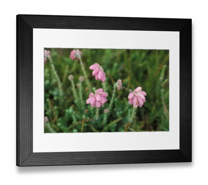 Framed Print : Heathers - Heath Cross-leaved (Erica tetralix) Framed Print : Heathers - Heath Cross-leaved (Erica tetralix)