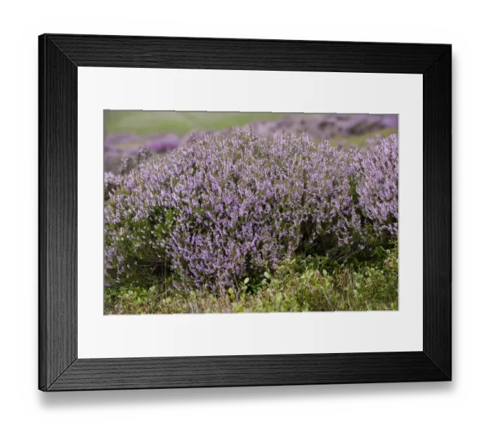 Framed Print : Common Heather (Calluna vulgaris) flowering, on grouse moor, Lancashire, England, august Framed Print : Common Heather (Calluna vulgaris) flowering, on grouse moor, Lancashire, England, august