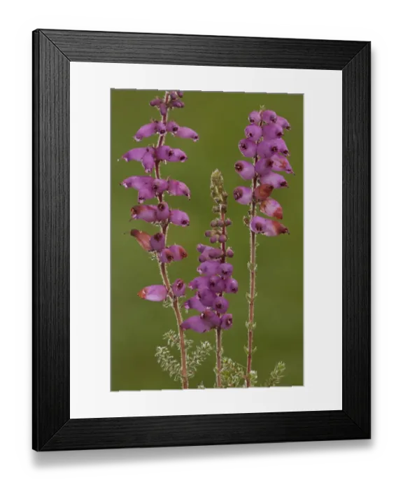 Framed Print : Dorset Heath (Erica ciliaris) flowering, Hartland Moor National Nature Reserve, Dorset, England, august