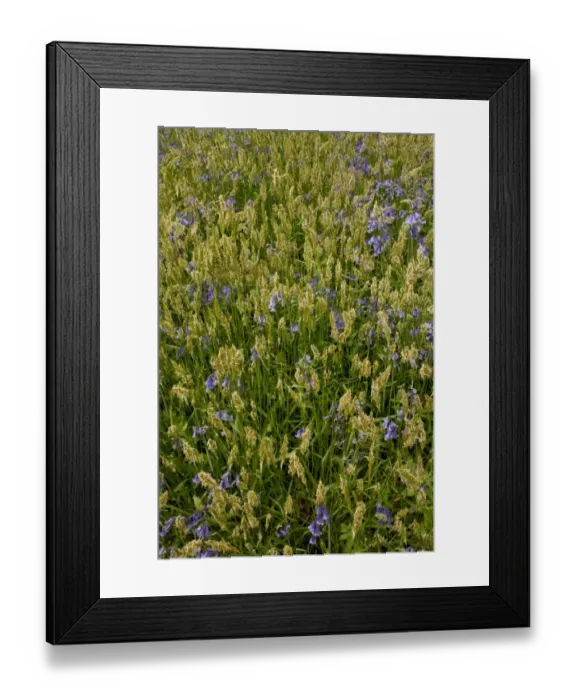 Framed Print : Sweet Vernal Grass (Anthoxanthum odoratum) and Bluebell (Endymion non-scriptus) flowering, growing in woodland, Garston Wood RSPB Nature Reserve, Dorset, England, may Framed Print : Sweet Vernal Grass (Anthoxanthum odoratum) and Bluebell (Endymion non-scriptus) flowering, growing in woodland, Garston Wood RSPB Nature Reserve, Dorset, England, may