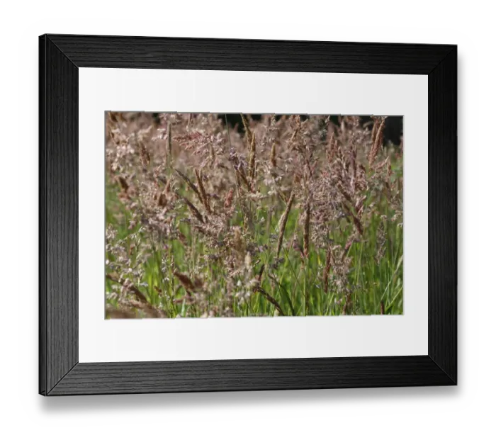 Framed Print : Yorkshire Fog (Holcus lanatus) flowering, Powys, Wales, july Framed Print : Yorkshire Fog (Holcus lanatus) flowering, Powys, Wales, july