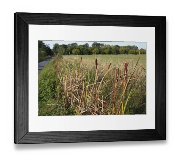 Framed Print : Great Reedmace (Typha latifolia) flowerheads, growing in ditch beside lane, Mendlesham, Suffolk, England, october Framed Print : Great Reedmace (Typha latifolia) flowerheads, growing in ditch beside lane, Mendlesham, Suffolk, England, october