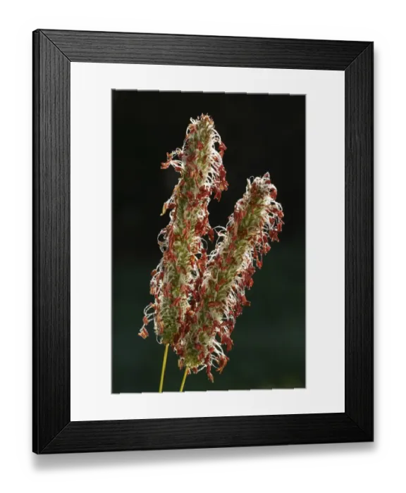Framed Print : Timothy Grass (Phleum pratense) close-up of flowerspikes, Powys, Wales, september