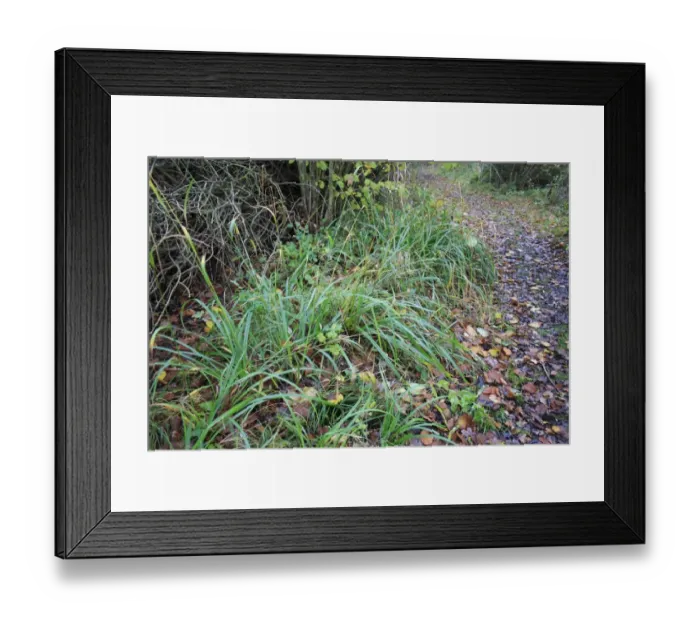 Framed Print : Pendulous Sedge (Carex pendula) growing beside path in coppice woodland reserve, Bradfield Woods N. N. R. Bradfield St. George, Suffolk, England, november Framed Print : Pendulous Sedge (Carex pendula) growing beside path in coppice woodland reserve, Bradfield Woods N. N. R. Bradfield St. George, Suffolk, England, november