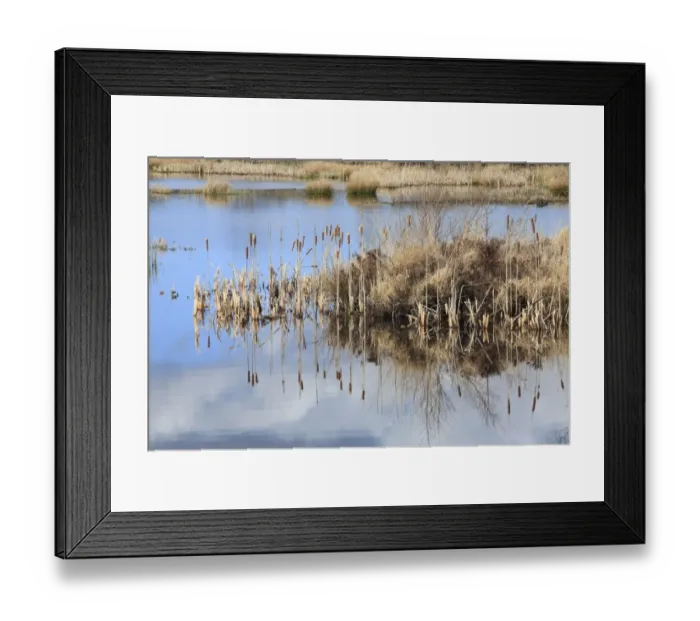 Framed Print : Great Reedmace (Typha latifolia) seedheads, reflected in pond on raised bog, Cors Caron, Ceredigion, Wales, march Framed Print : Great Reedmace (Typha latifolia) seedheads, reflected in pond on raised bog, Cors Caron, Ceredigion, Wales, march