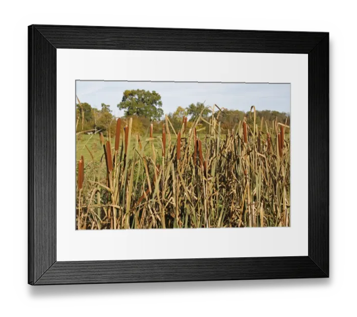 Framed Print : Great Reedmace (Typha latifolia) flowerheads, growing in ditch on unimproved wet grazing meadow, Thornham Magna, Suffolk, England, october Framed Print : Great Reedmace (Typha latifolia) flowerheads, growing in ditch on unimproved wet grazing meadow, Thornham Magna, Suffolk, England, october