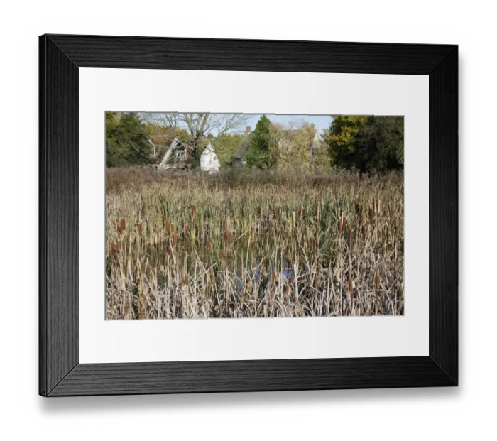 Framed Print : Great Reedmace (Typha latifolia) mass with flowerheads, growing around pond on commonland reserve, Mellis Common, Mellis, Suffolk, England, october Framed Print : Great Reedmace (Typha latifolia) mass with flowerheads, growing around pond on commonland reserve, Mellis Common, Mellis, Suffolk, England, october