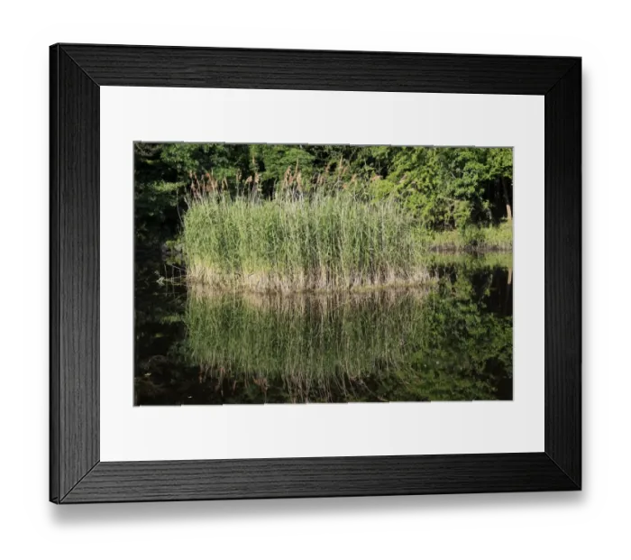 Framed Print : Common Reed (Phragmites australis) clump growing in pond, in valley fen reserve, Market Weston Fen, Market Weston, Little Ouse Valley, Suffolk, England, june