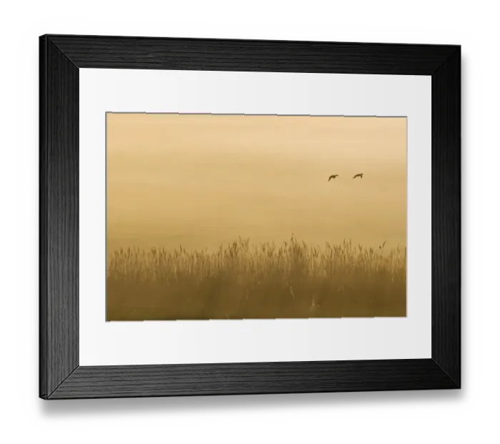 Framed Print : Common Reed (Phragmites australis) reedbed habitat, with ducks in flight, silhouetted at sunrise, Elmley Marshes N. N. R. North Kent Marshes, Isle of Sheppey, Kent, England, may Framed Print : Common Reed (Phragmites australis) reedbed habitat, with ducks in flight, silhouetted at sunrise, Elmley Marshes N. N. R. North Kent Marshes, Isle of Sheppey, Kent, England, may