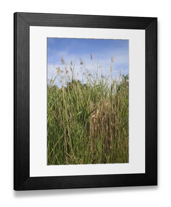 Framed Print : Common Reed (Phragmites australis) reedbed habitat, Little Ouse Headwaters Project, Hinderclay Fen, Hinderclay, Little Ouse Valley, Suffolk, England, june Framed Print : Common Reed (Phragmites australis) reedbed habitat, Little Ouse Headwaters Project, Hinderclay Fen, Hinderclay, Little Ouse Valley, Suffolk, England, june