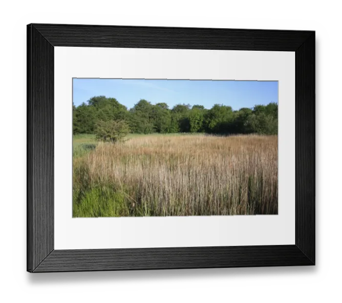 Framed Print : Common Reed (Phragmites australis) reedbed habitat in valley fen reserve, Roydon Fen, Roydon, Upper Waveney Valley, Norfolk, England, june