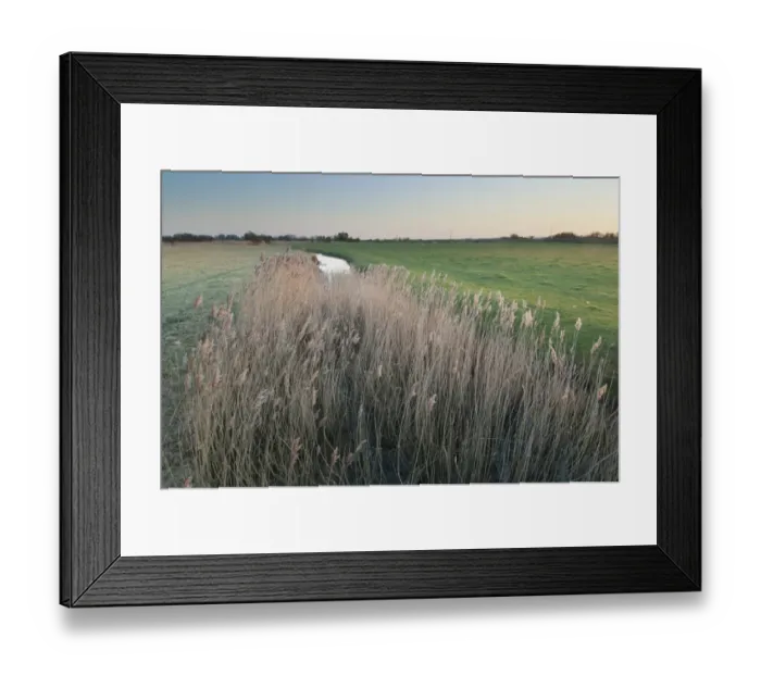 Framed Print : Common Reed (Phragmites australis) reedbed and grazing marsh habitat at sunset, Romney Marsh, Kent, England, march Framed Print : Common Reed (Phragmites australis) reedbed and grazing marsh habitat at sunset, Romney Marsh, Kent, England, march