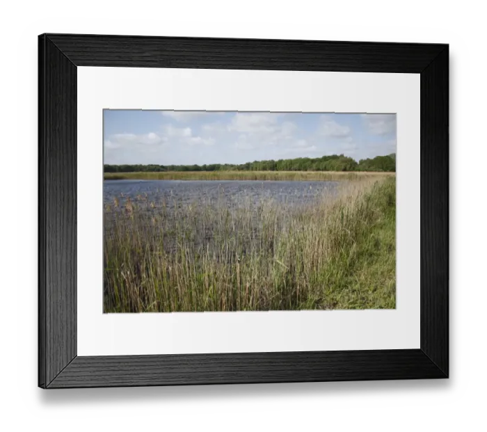 Framed Print : Common Reed (Phragmites australis) reedbed habitat at edge of scrape, in river valley fen, Redgrave and Lopham Fen N. N. R. Waveney Valley, Suffolk, England, may