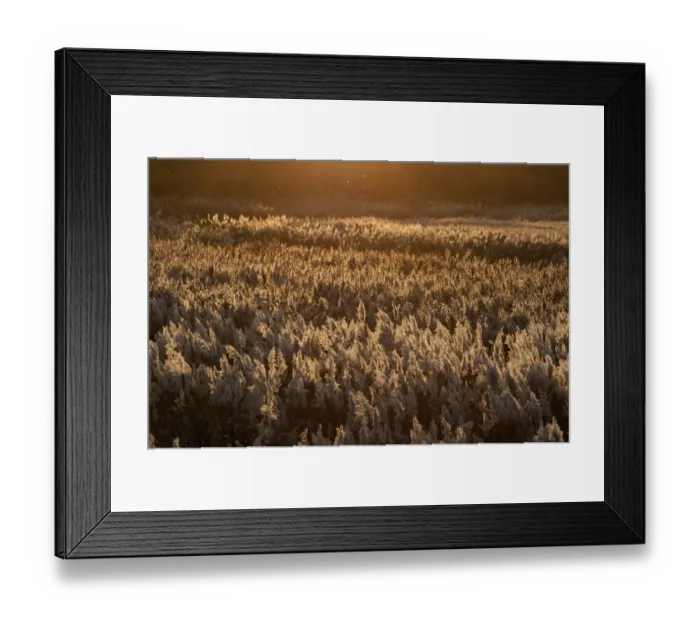 Framed Print : Common Reed (Phragmites australis) reedbed habitat at dusk, Cley, Norfolk, England, october Framed Print : Common Reed (Phragmites australis) reedbed habitat at dusk, Cley, Norfolk, England, october